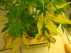 pot 045.jpg