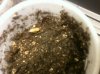 sprout 1.jpg