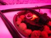 DSC02116.jpg