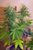 Nirvana Master Kush1.jpg