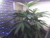 grow3.jpg
