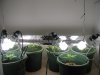 New Plants 001.jpg
