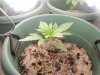 New Plants 002.jpg