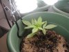 New Plants 003.jpg