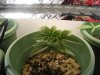 New Plants 004.jpg