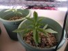 New Plants 005.jpg