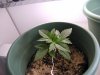 New Plants 006.jpg