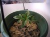New Plants 007.jpg