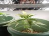 New Plants 008.jpg