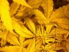 first grow 020.jpg