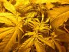 first grow 019.jpg