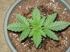 new pics 2008 009.jpg