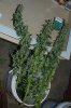 3 budz 250.jpg