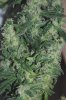 Bud 2 250.jpg