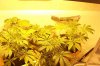 grow2 009.jpg
