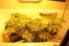 grow2 010.jpg