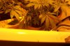 grow2 011.jpg