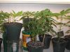 Dec 07 diff strains.jpg