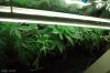 growcloset24jan10.jpg