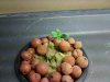 DSC00139.jpg