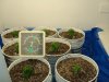 colins weed 008.jpg