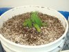 colins weed 010.jpg