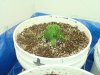 colins weed 011.jpg