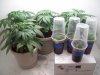 clone1 (3).jpg