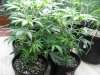 Gen 3 at 11 days veg under T8s 002.jpg