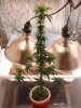 ebayplant 007.JPG