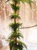 ebayplant 008.JPG