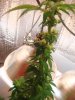 ebayplant 003.JPG