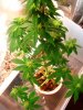 ebayplant 005.JPG