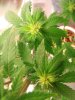 ebayplant 004.JPG