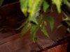 100_2289.jpg