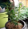Strawberry-Cough-1-1-26-10.jpg