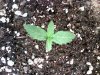 Plant 2.jpg