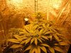 all plants.jpg