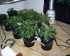 dwc grow and 4 soil.jpg
