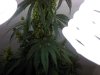 Male Plant  - 2.jpg
