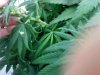 Male Plant  - 3.jpg