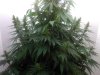 Male Plant  - 4.jpg