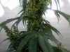 Male Plant  - 5.jpg