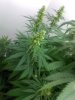 Male Plant  - 6.jpg