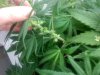 Male Plant  - 7.jpg