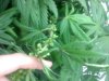 Male Plant  - 8.jpg
