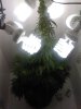 Male Plant  - 9.jpg