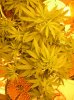 clone1day13.jpg