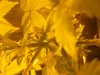 grow reyrey 009.jpg