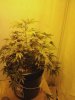 Plant Pic1.jpg